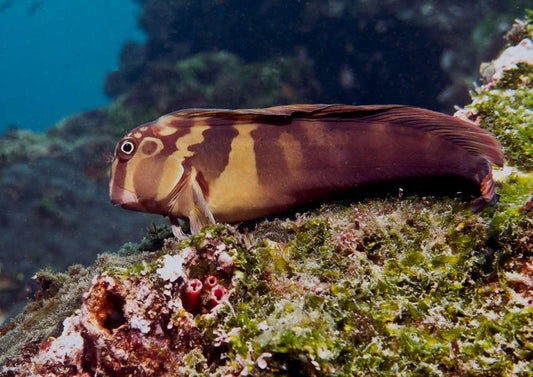 Panamic Banded Fanged Blenny (Costa Rica)