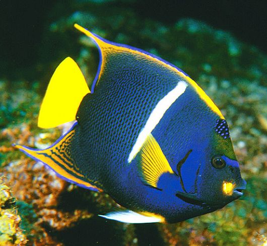 Passer King Angelfish - Violet Sea Fish and Coral