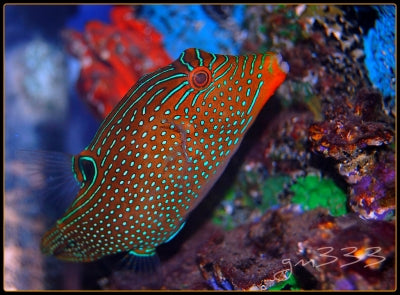 Blue Spot Toby Pufferfish - Violet Aquarium