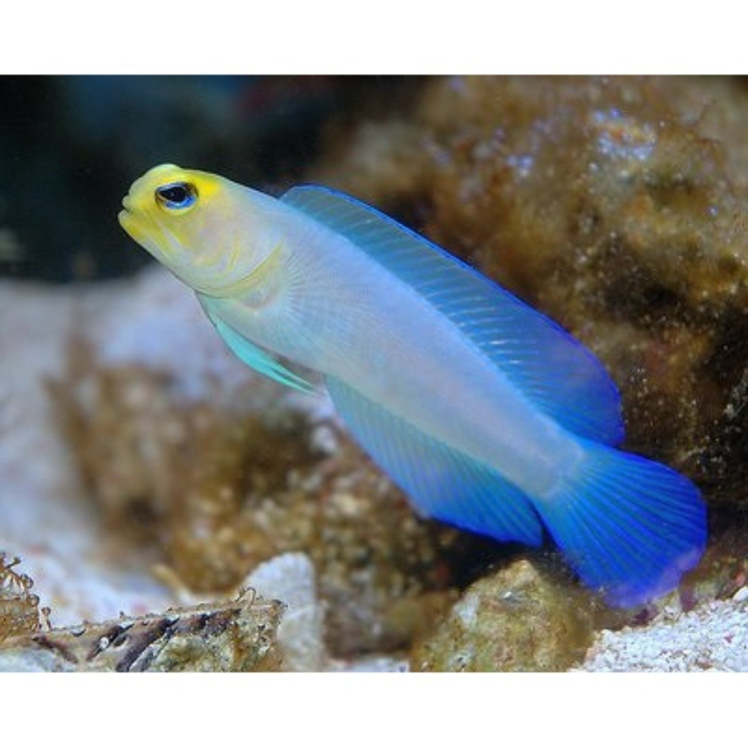 Jawfish Pearly Jawfish Size: S 1