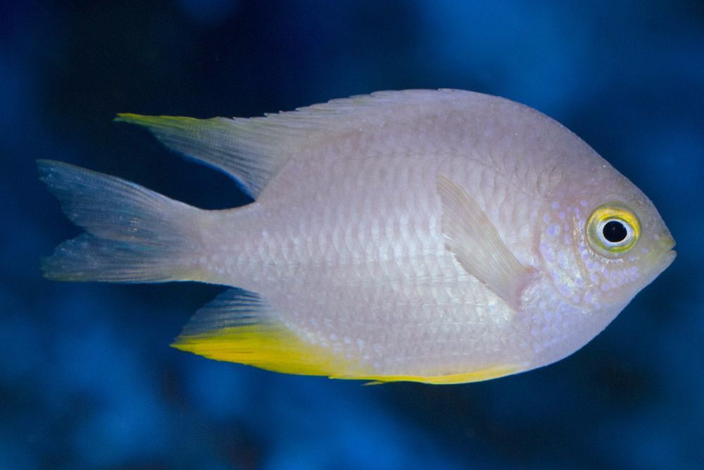 Smith's Damselfish - Violet Sea Fish and Coral