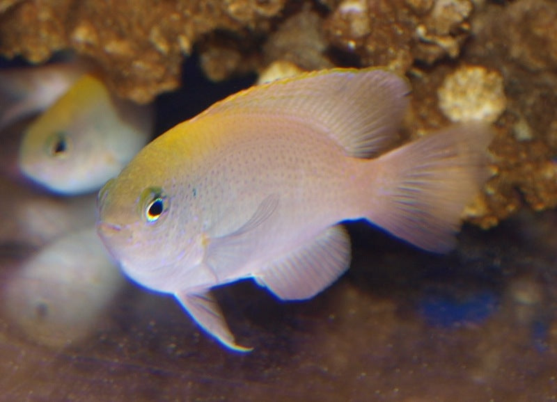 Smith's Damselfish - Violet Sea Fish and Coral