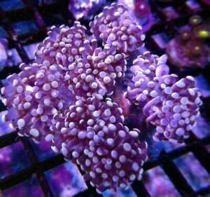 Torch Coral (Pink w/ Pink Tips) - Violet Sea Fish and Coral