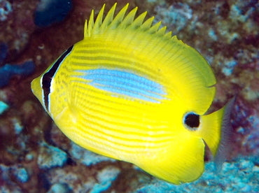 Plebius Buttferflyfish - Violet Sea Fish and Coral