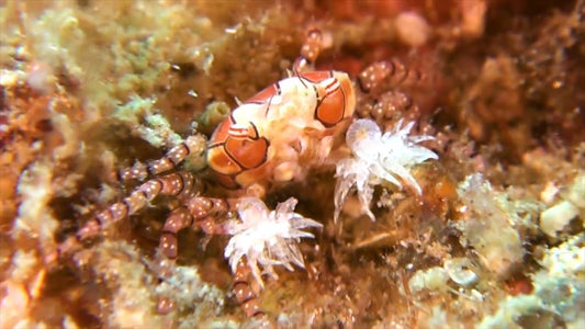 Pom Pom Crab - Violet Sea Fish and Coral