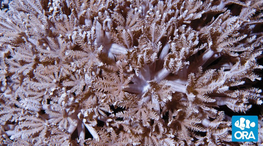 ORA Farm Pom Pom Xenia Coral - Violet Sea Fish and Coral