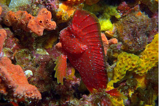 Whiskered Prowfish Red Size: L 3" to 4"
