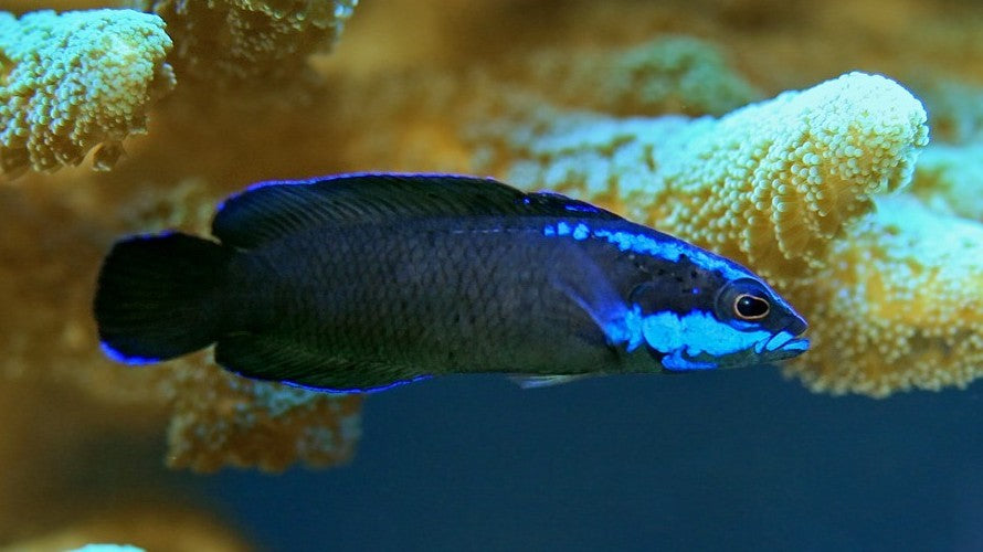 Springeri Dottyback - Violet Sea Fish and Coral