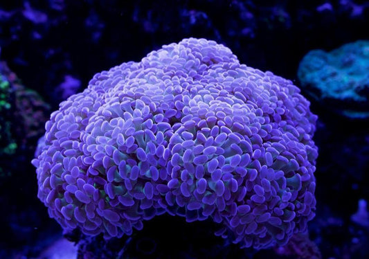 Purple Hammer Coral
