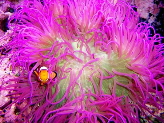 Purple Long Tentacle Anemone