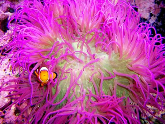 Purple Long Tentacle Anemone Size: L 5" to 6"