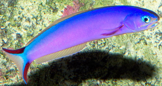 Purple Tilefish