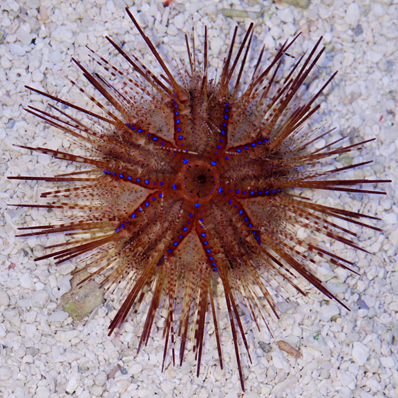 Red Long Spine Urchin - Violet Sea Fish and Coral