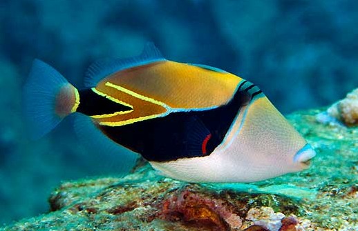 Rectangle Triggerfish Size: Tiny 1.5