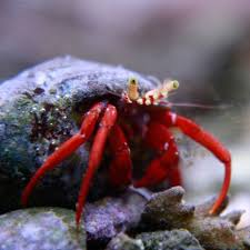 Red Legged Hermit Crab - Violet Aquarium
