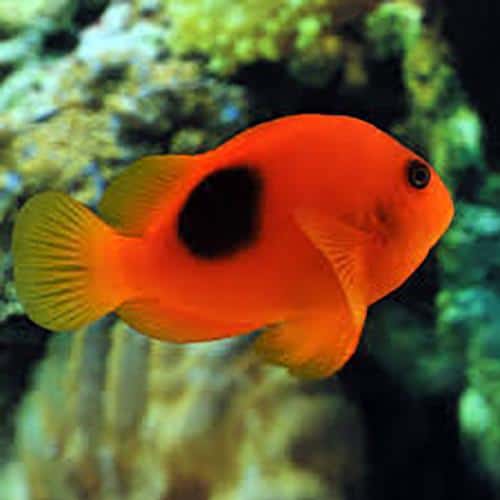 Red Saddle Clownfish - Violet Aquarium