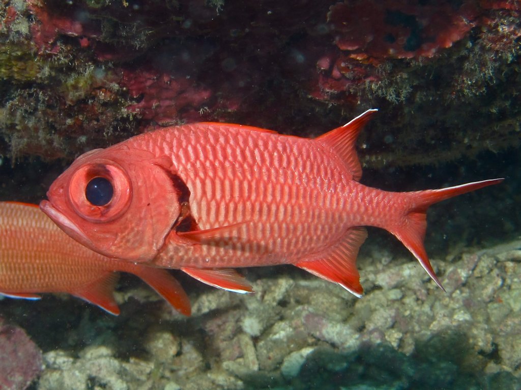Red Soldier Fish - Violet Aquarium