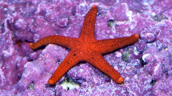Red Fromia Starfish - Violet Aquarium