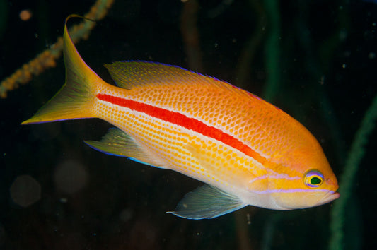 One-Stripe Anthias - Violet Aquarium