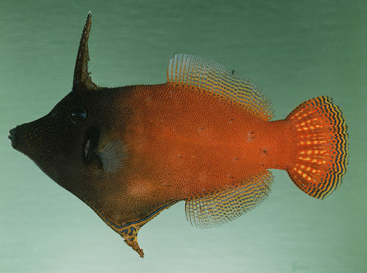 Red Tail  Filefish - Violet Sea Fish and Coral