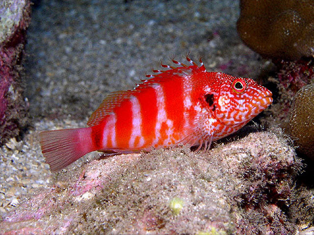 Hawkfish Red Banded Hawkfish – Violet Aquarium