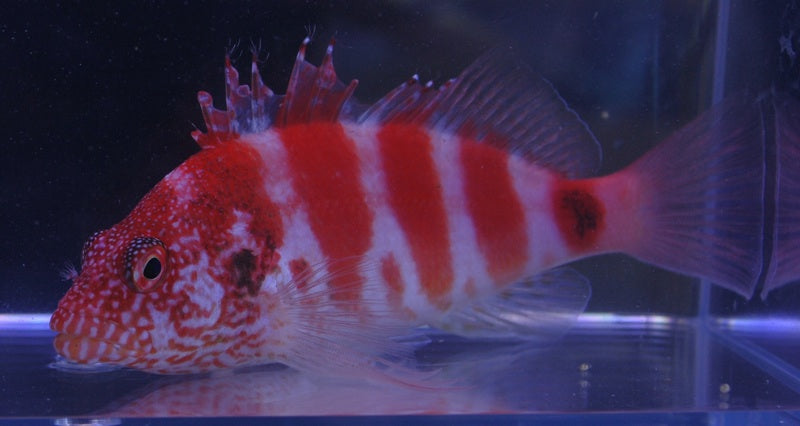 Red Banded Hawkfish - Violet Aquarium