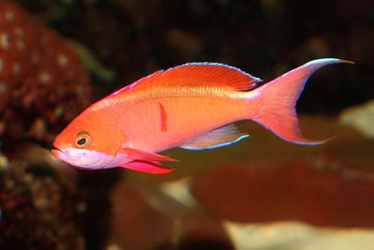 Red Bar Cooperi Anthias (Female)