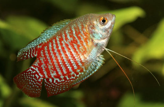 Red Dwarf Gourami