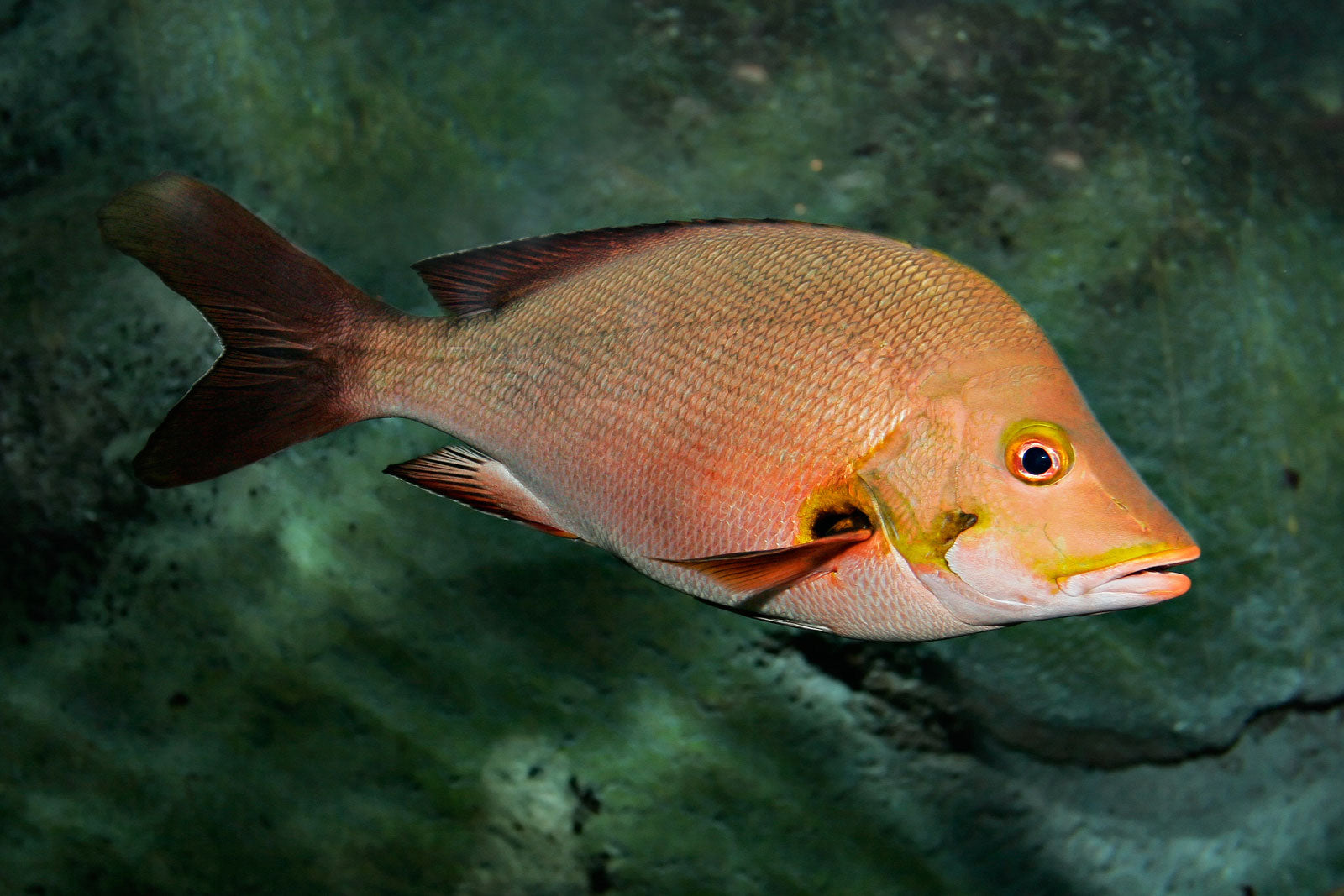 Mini Reds Snapper Red Snapper – Violet Aquarium