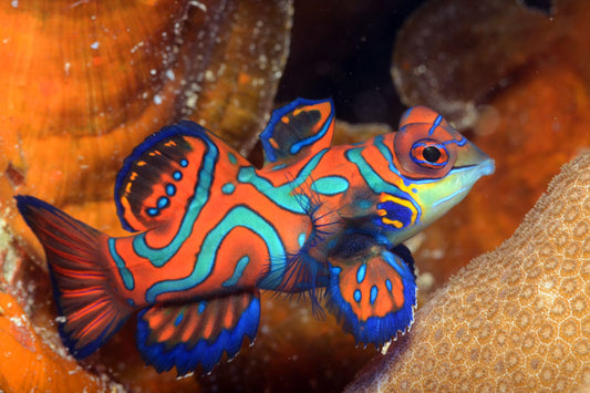 Red Mandarin Dragonet