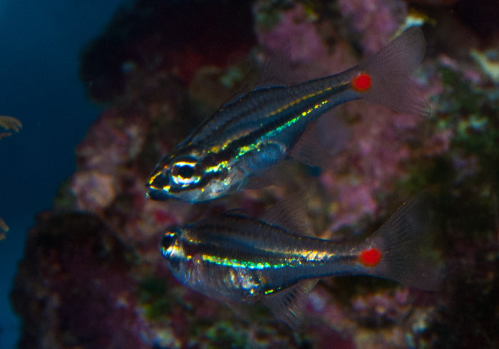 Red Spot Cardinal Fish - Violet Sea Fish and Coral