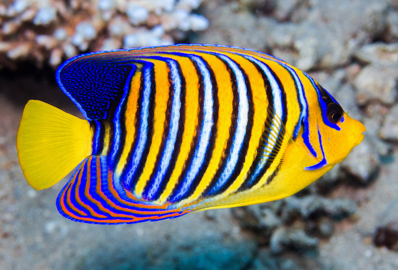 Yellow Belly Regal Angelfish - Violet Sea Fish and Coral