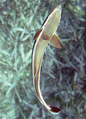 Remora Sucker Fish Size: Tiny 2" and Below