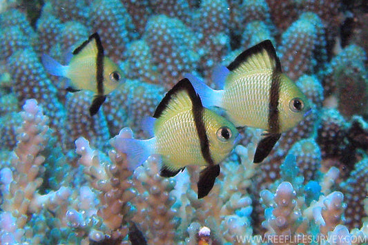 Two Stripe Damselfish - Violet Sea Fish and Coral