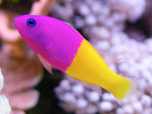 Royal Dottyback - Violet Sea Fish and Coral