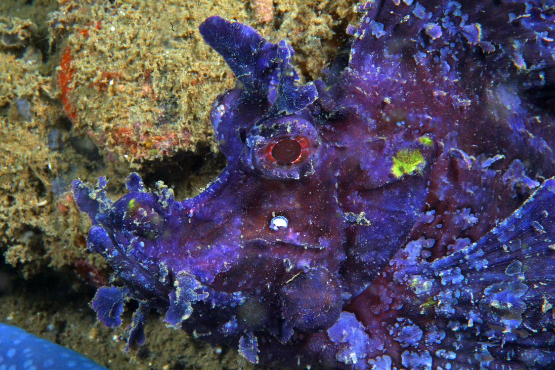 Weedy Rinopias - Violet Aquarium