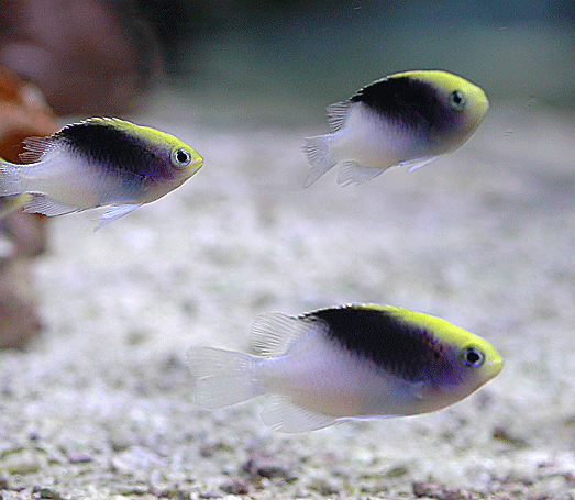 Rolland's Damselfish - Violet Sea Fish and Coral