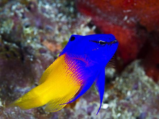 Royal Gramma Basslet Fish - Violet Sea Fish and Coral