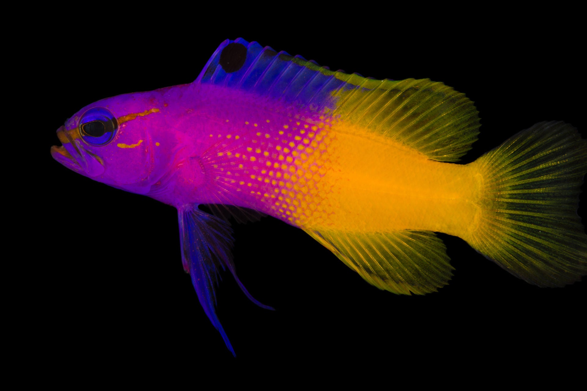 Royal Gramma Basslet Fish – Violet Aquarium