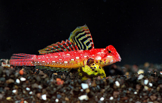 Ruby Red Dragonet Goby - Violet Sea Fish and Coral