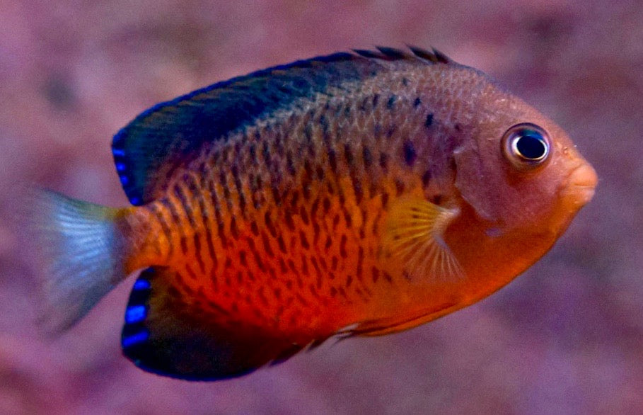 Rusty Angelfish