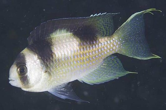 SaddleBack Damselfish