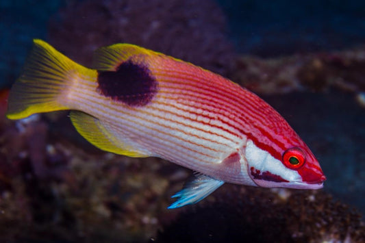 Saddle Hogfish - Violet Sea Fish and Coral