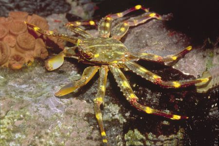 Sally Lightfoot Crab - Violet Sea Fish and Coral