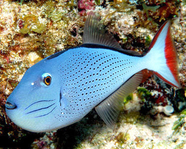 Sargassum Triggerfish - Violet Aquarium