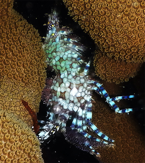 Micro Saron Saron Shrimp Size: S 1
