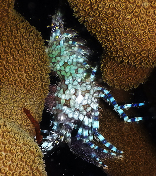 Saron Shrimp - Violet Sea Fish and Coral