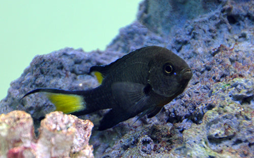 Scissortail Damselfish - Violet Aquarium