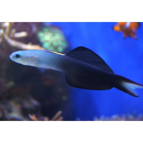 Scissortail Dartfish Goby - Violet Sea Fish and Coral