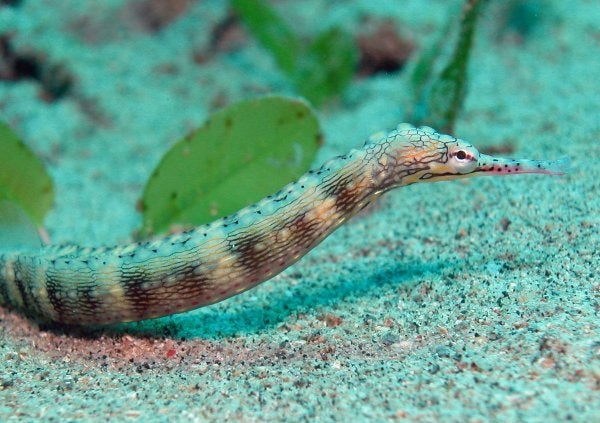 Dragonface Pipefish Violet Aquarium